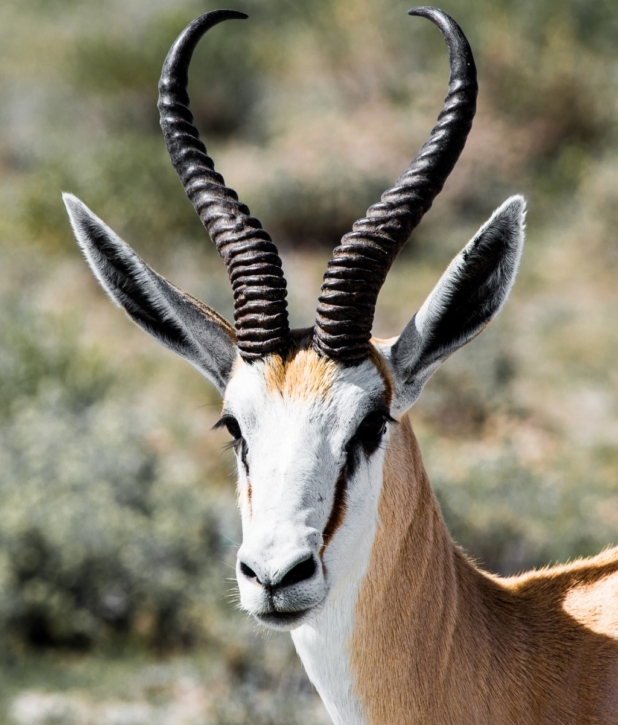 足が速い動物ランキング らんらんらんきんぐ